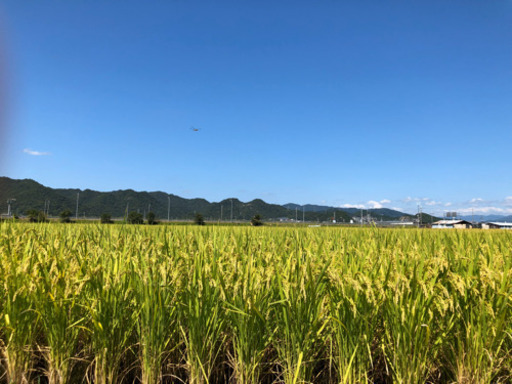 令和元年度　玄米(きぬむすめ)