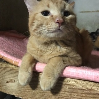 新しい猫生スタート💫あつ丸くんオス推定5歳