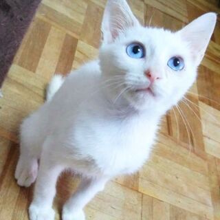 目がアクアマリンの甘えん坊さん３ヶ月男の子 - 猫