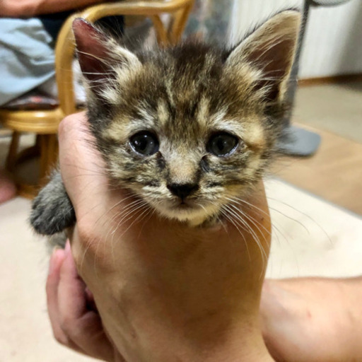 No 51 サビ猫 たれ目ちゃん あわねこ保育園 徳島の猫の里親募集 ジモティー