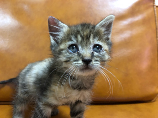 No 51 サビ猫 たれ目ちゃん あわねこ保育園 徳島の猫の里親募集 ジモティー