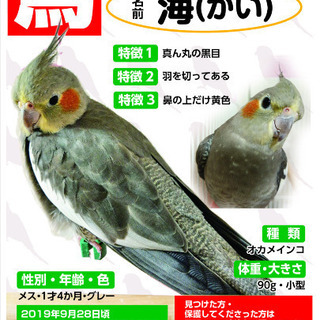 オカメインコ探しています。