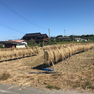 令和元年度　愛知県産(常滑市)・新米キヌヒカリ米20kg無農薬、無化学肥料、稲架がけ天日干し、旨味たっぷり 令和元年 愛知県産(常滑市) 無農薬、無化学肥料、稲架がけ天日干し