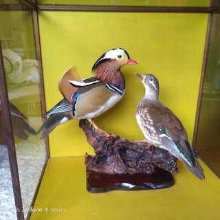 オシドリの剥製(はくせい）雄雌 夫婦セット☆