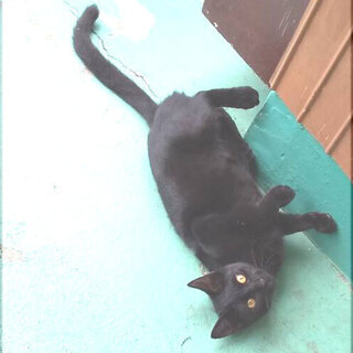 しっぽの素敵な黒猫ちゃん♡