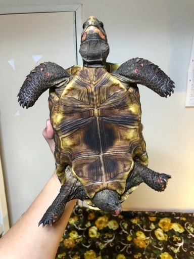 アカアシガメ オス リクガメ太郎 倉敷のその他の里親募集 ジモティー アカアシガメ オス リクガメ太郎 倉敷のその他の里親募集 ジモティー