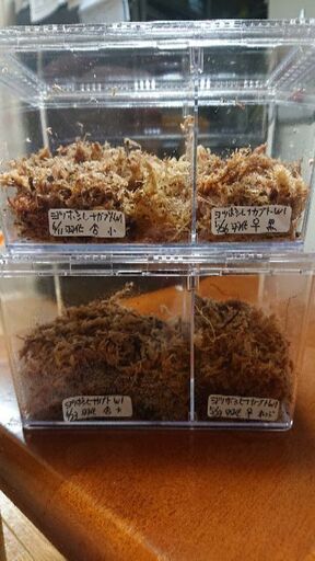 ヨツボシヒナカブト 成虫ペア