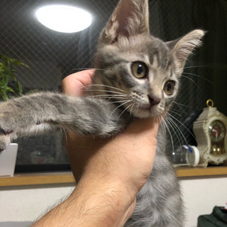 灰色の美猫オス3ヶ月 - 猫