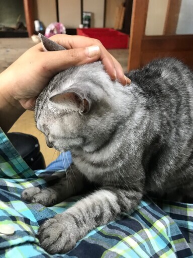 甘えたちゃんの熟熟女 にがり 一般社団法人グラビュ 姫路の猫の里親募集 ジモティー