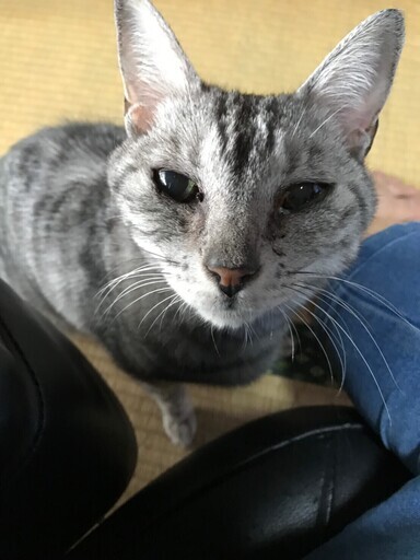 甘えたちゃんの熟熟女 にがり 一般社団法人グラビュ 姫路の猫の里親募集 ジモティー 甘えたちゃんの熟熟女 にがり 一般社団法人グラビュ 姫路の猫の里親募集 ジモティー