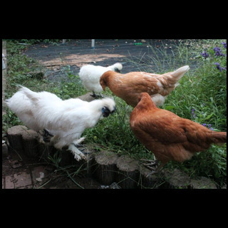 烏骨鶏♀2羽、♂1羽の募集です。3羽とも1歳4ヶ月です。 - 千葉市