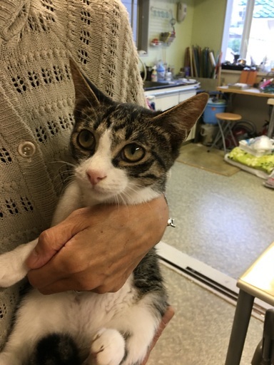 お目目の大きいキジ白の男の子4ヶ月 にゃんころ隊 追浜の猫の里親募集 ジモティー お目目の大きいキジ白の男の子4ヶ月 にゃんころ隊 追浜の猫の里親募集 ジモティー