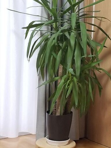 西武新宿線小平駅前引き渡し限定観葉植物売ります ユッカ 青年の木 Ryou 小平のその他の中古あげます 譲ります ジモティーで不用品の処分