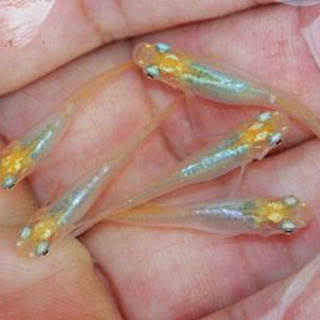 つぼみメダカヒカリ体型 稚魚10匹