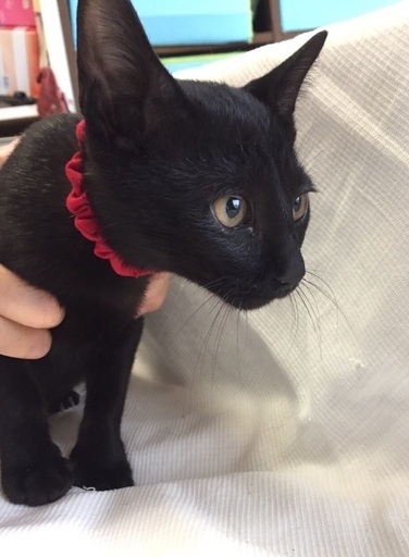 黒猫女の子 3ヶ月ほど 5匹 ヨル 貝塚の猫の里親募集 ジモティー 黒猫女の子 3ヶ月ほど 5匹 ヨル 貝塚の猫の里親募集 ジモティー