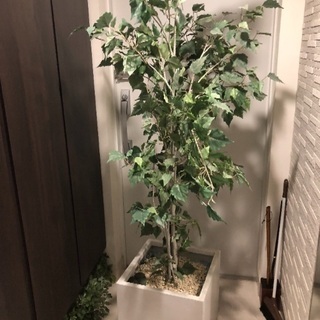 ⑥観葉植物 フェイクグリーン