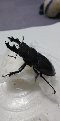 ヤエヤママルバネクワガタペア