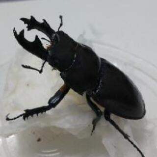 ヤエヤママルバネクワガタペア