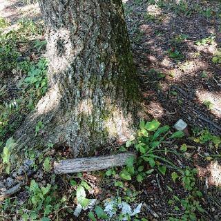 ナラ立木のまま売却します。