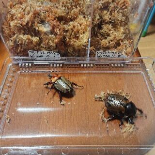 ヨツボシヒナカブト 成虫ペア