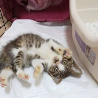 ワンコも人もだーい好き♡激かわルパンくん − 埼玉県