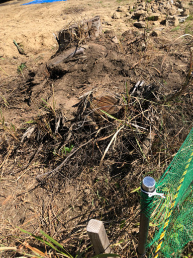 切り株を処理してください チャッピー つくばの手伝って 助けての助け合い ジモティー