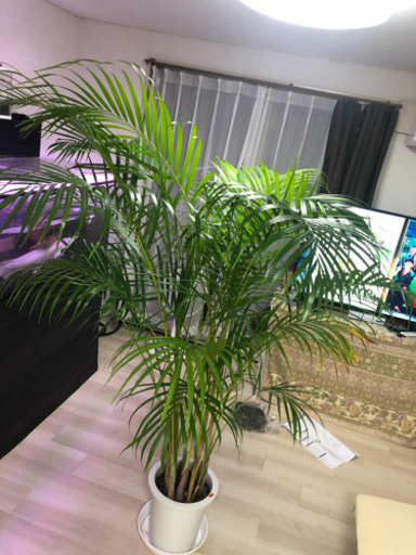 ※値下げ　巨大観葉植物 アレカヤシ