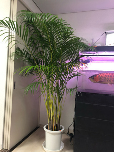 値下げ巨大観葉植物 アレカヤシ カズ 高円寺のその他の中古あげます 譲ります ジモティーで不用品の処分
