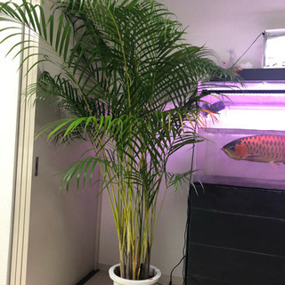 値下げ 巨大観葉植物 アレカヤシ | amidomil.com.br