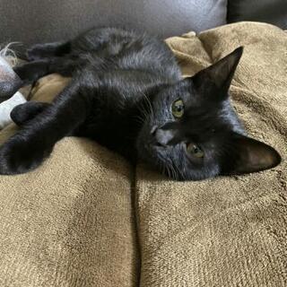 黒猫6ヶ月ぐらい