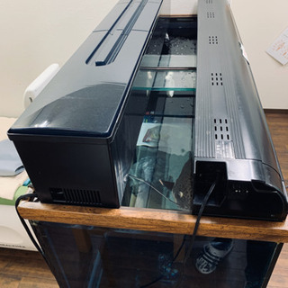 120cm水槽セット レッドテールキャット50cm