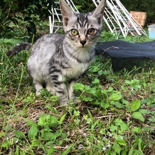 捨てられた子猫をお願いします！