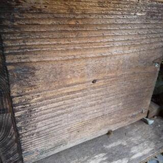 日本ミツバチ 1群