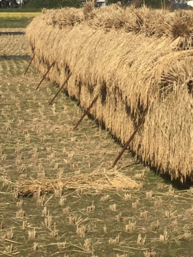 只今在庫がありません