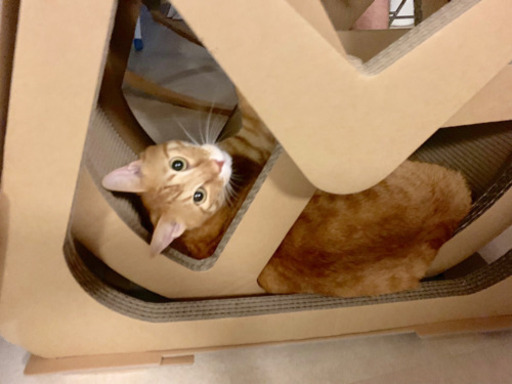 キャットラン 滑車 回し車 猫 おもちゃ 取りに来て下さる方 さぁーど 関目高殿のおもちゃの中古あげます 譲ります ジモティーで不用品の処分