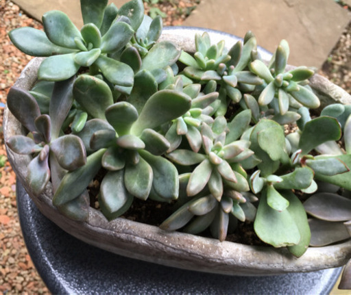 多肉植物　寄せ植え　楕円 Amazon.co.jp: 多肉植物 寄せ植え 楕円 鉢ごと発送 : ホビー