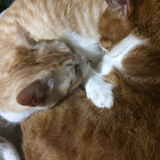 人懐っこいオス2匹 - 猫