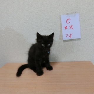 2ヶ月  子猫5姉妹 − 愛知県