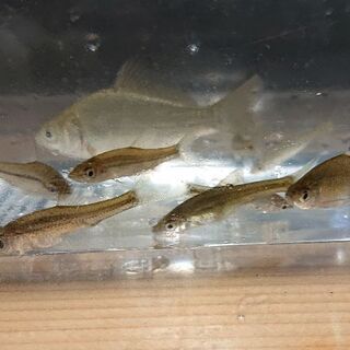 エサ用 川魚 20匹 生き餌