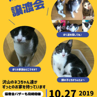 第４回   保護猫譲渡会In山口県