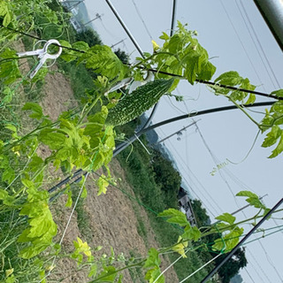 みかん狩り、イモ掘りのお手伝い、体験をしたいです。