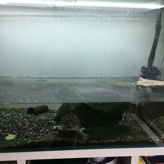 カブトニオイガメ 水槽 ポンプ ライト エサ付き - 芦屋市