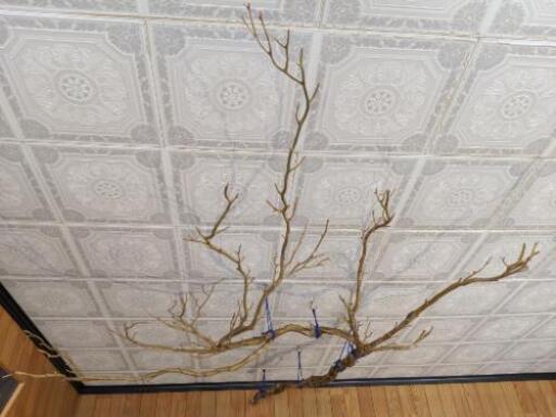 希少】状態良し 巨大深海松（約200cm✕約120cm）枝先有