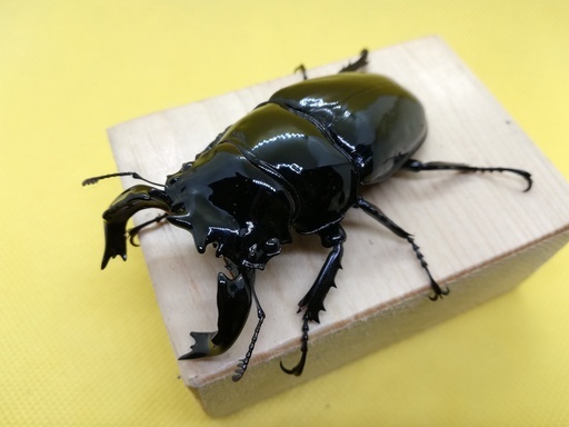 ⑧タランドゥスオオツヤクワガタ　ペア