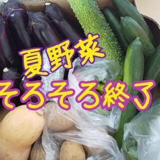 台風直撃の為、早めにお野菜確保‼️【よねベジ】
