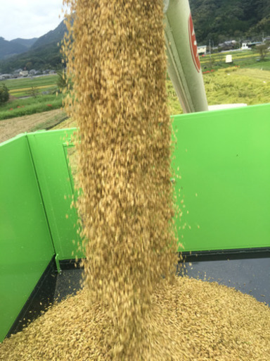 新米白川米 夢つくし30kg 玄米