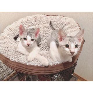 綺麗な子猫兄弟 − 佐賀県