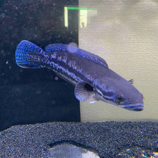 熱帯魚 スネークヘッド  エンペラー ディプログラマ