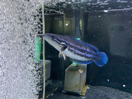 熱帯魚 スネークヘッド  エンペラー ディプログラマ