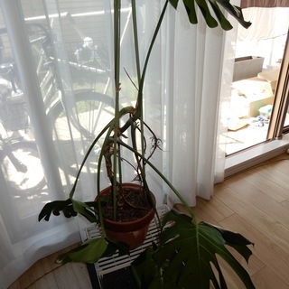 観葉植物　モンステラ　大きい　高さ1m10cm